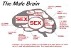 malebrain.jpg