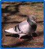 pigeon.jpg