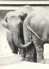 elephants6.jpg