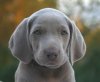 weim puppy.jpg