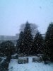 snowy back garden!.jpg