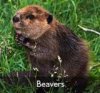 beaver.jpg