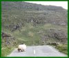 sheep-road.jpg