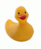 rubberduckie.gif