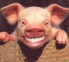 smilingpig.jpg