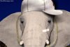 nelly_the_elephant.jpg